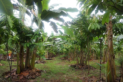 2020 07 11 field visit agroforesry sites petrus