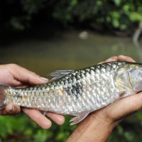 Malinau In Pictures 2010 - 9